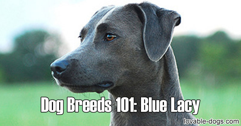 Lovable Dogs Dog Breeds 101: Blue Lacy - Lovable Dogs