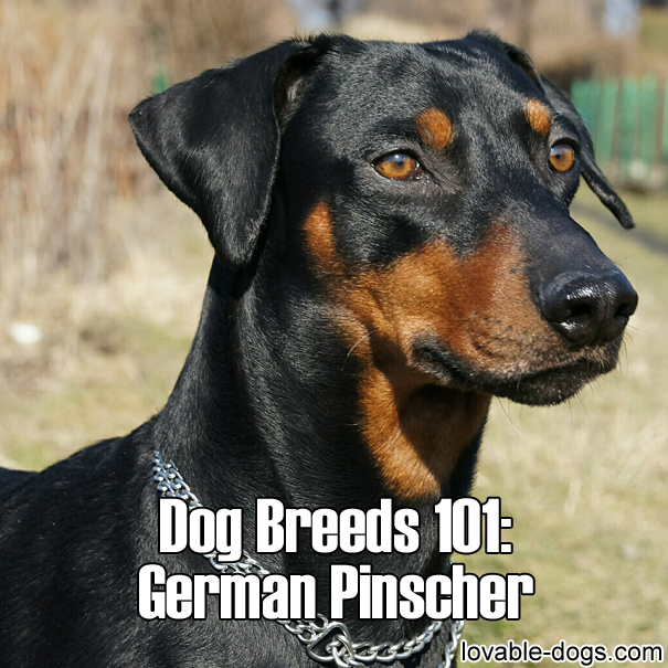 Do German Pinscher Bark A Lot