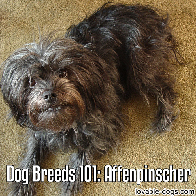 Dog Breeds 101 - Affenpinscher - WP