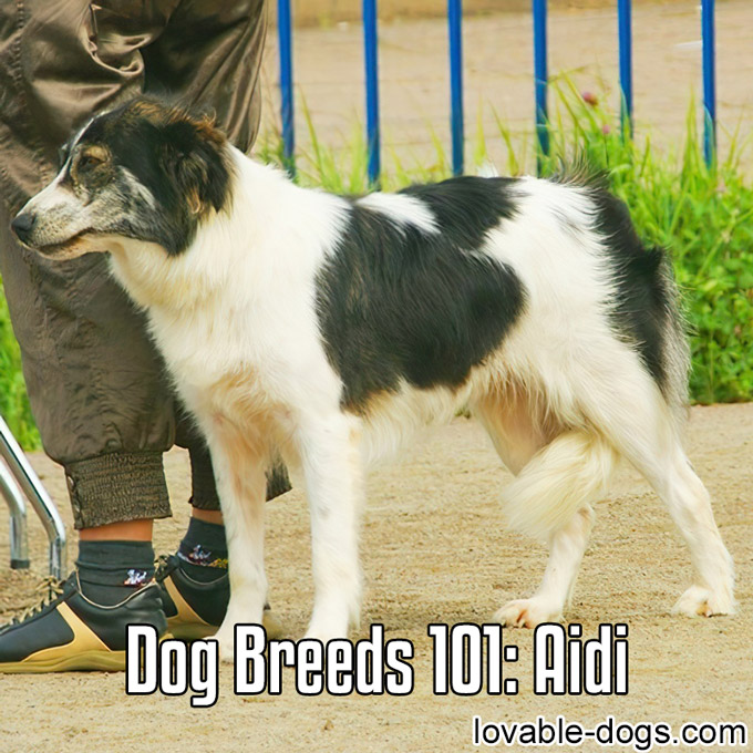 Dog Breeds 101 - Aidi - WP