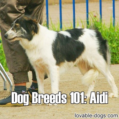 Dog Breeds 101 - Aidi