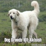 Dog Breeds 101: Akbash