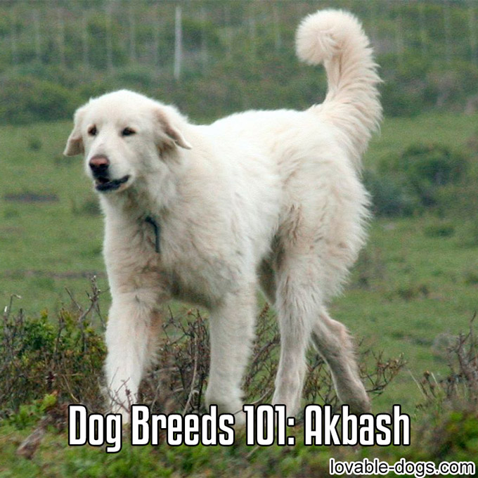 Dog Breeds 101 - Akbash - WP