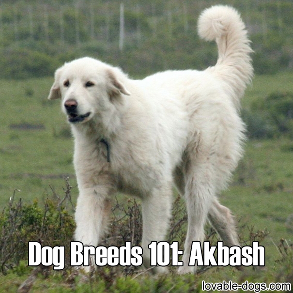 Dog Breeds 101 - Akbash