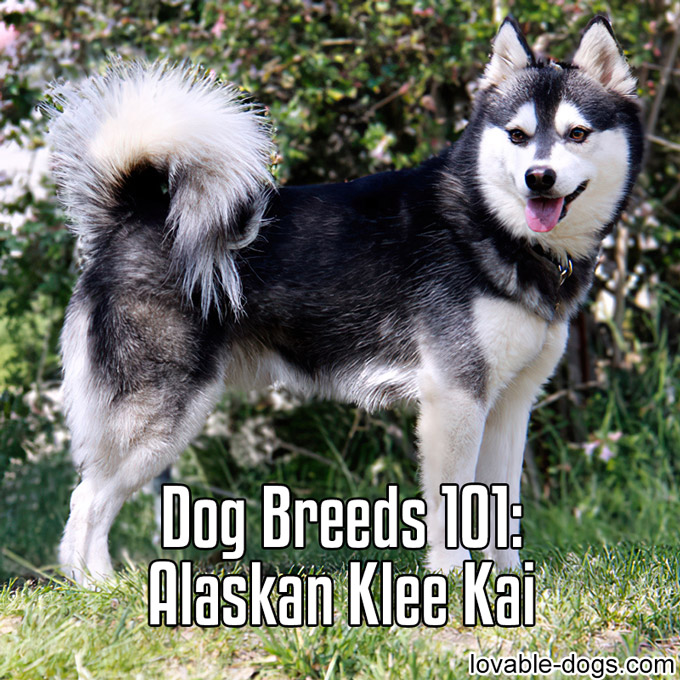 Dog Breeds 101 - Alaskan Klee Kai - WP