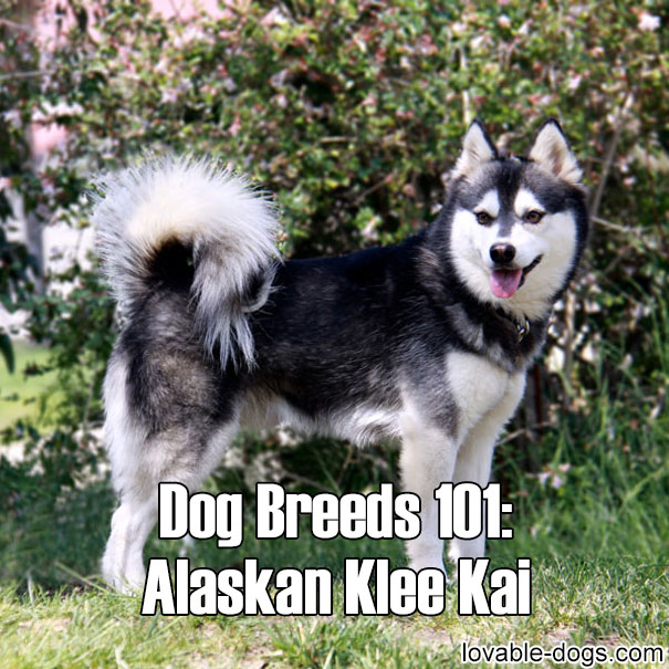 Dog Breeds 101 - Alaskan Klee Kai