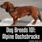 Dog Breeds 101: Alpine Dachsbracke
