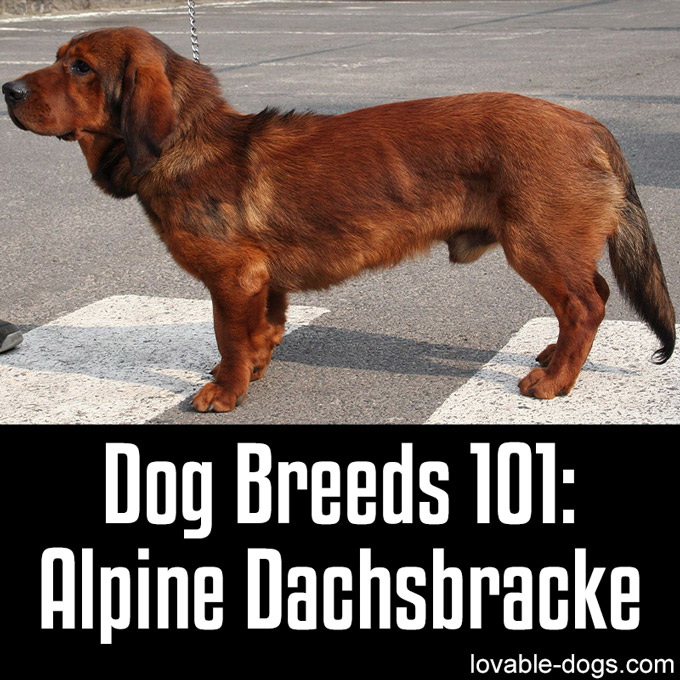 Dog Breeds 101 - Alpine Dachsbracke - WP