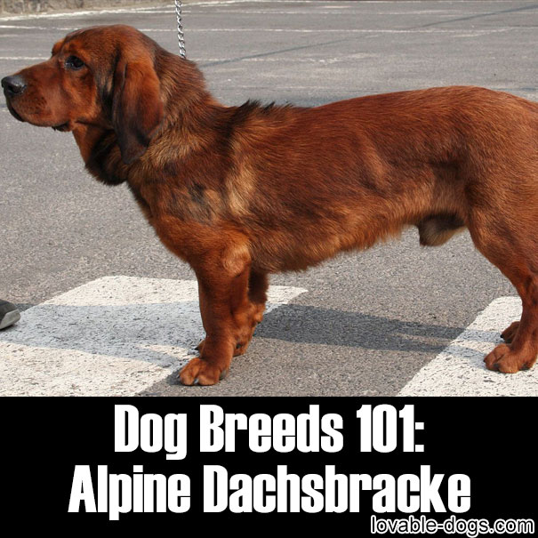 Dog Breeds 101 - Alpine Dachsbracke
