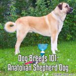 Dog Breeds 101: Anatolian Shepherd Dog