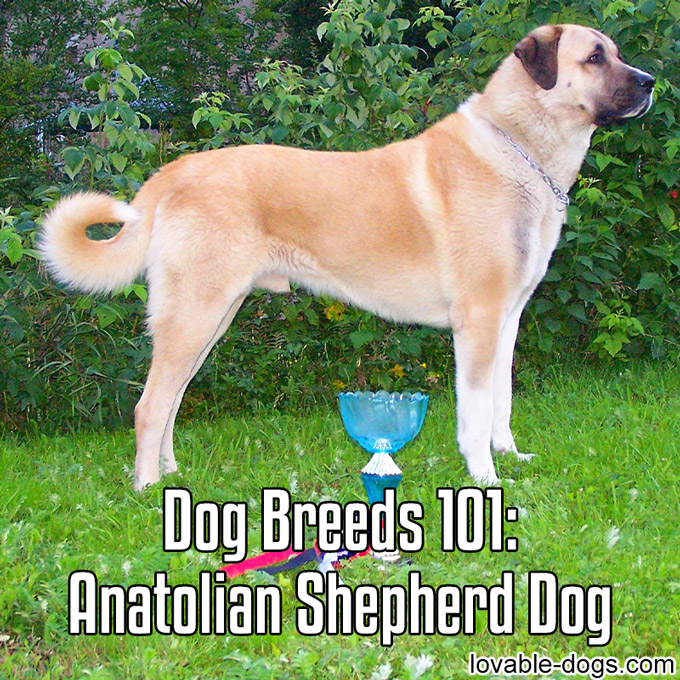 Dog Breeds 101 - Anatolian Shepherd Dog - WP