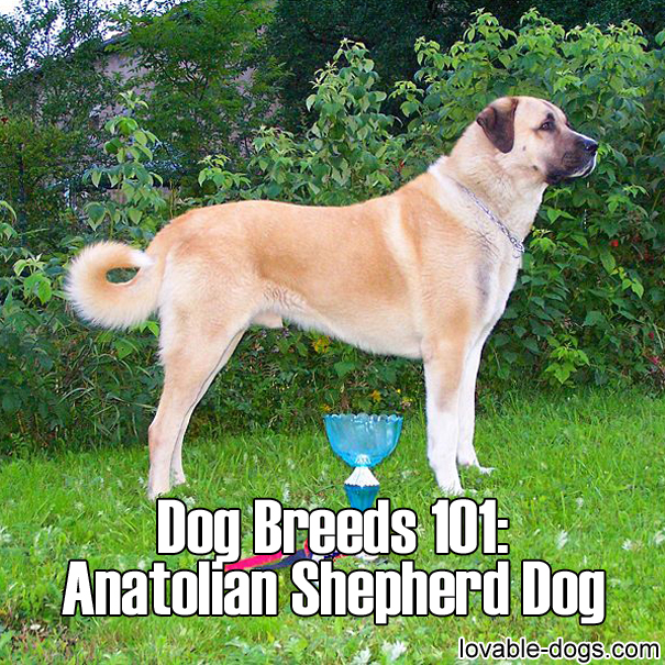 Dog Breeds 101 - Anatolian Shepherd Dog