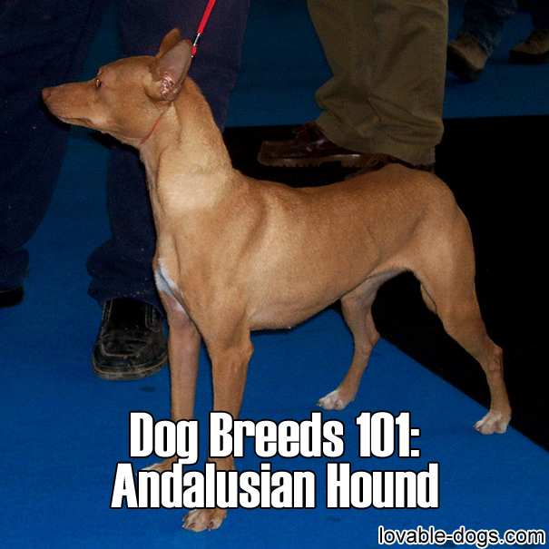 Dog Breeds 101 - Andalusian Hound