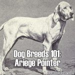 Dog Breeds 101: Ariege Pointer