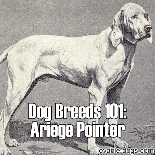 Dog Breeds 101 - Ariege Pointer