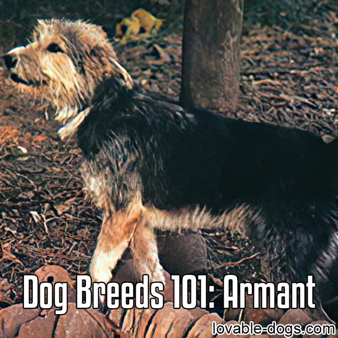 Dog Breeds 101 - Armant - WP