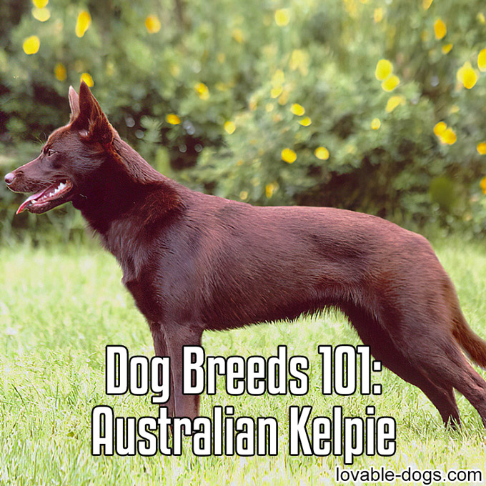Dog Breeds 101 - Australian Kelpie - WP