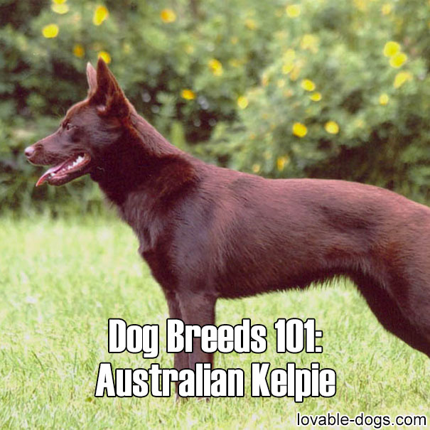 Dog Breeds 101 - Australian Kelpie