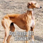 Dog Breeds 101: Azawakh