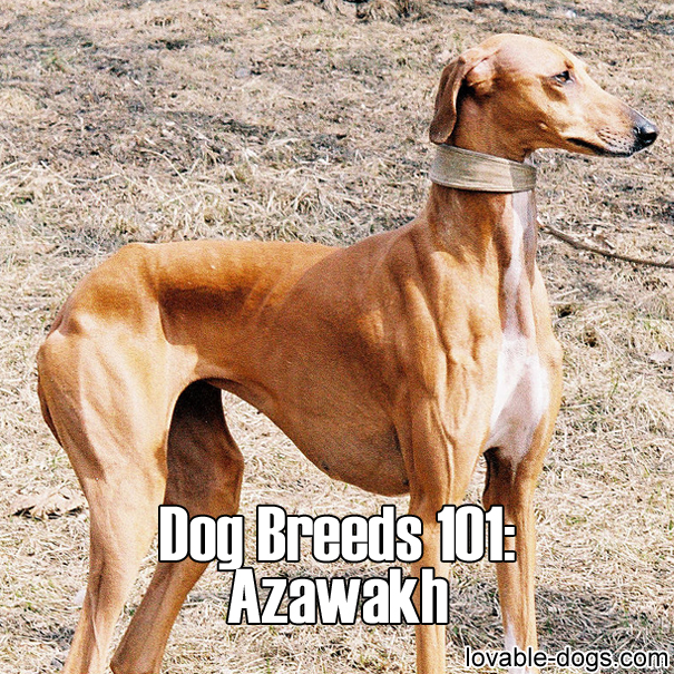 Dog Breeds 101 - Azawakh