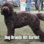 Dog Breeds 101: Barbet