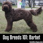Dog Breeds 101: Barbet