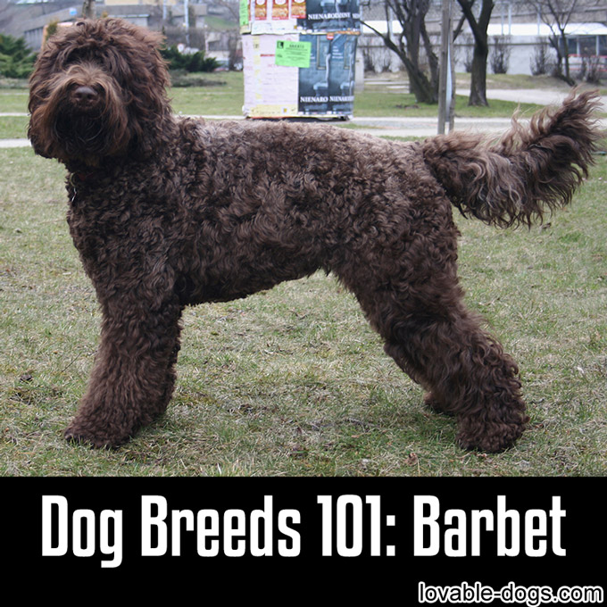 Dog Breeds 101 - Barbet - WP
