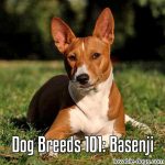 Dog Breeds 101: Basenji