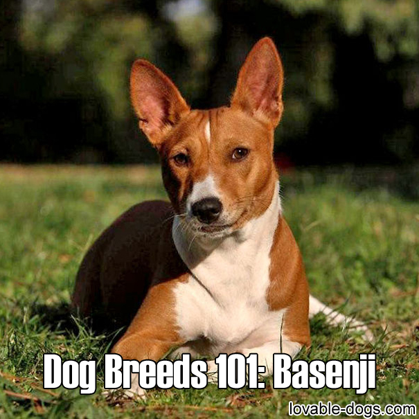 Dog Breeds 101 - Basenji