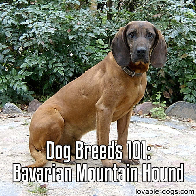 Dog Breeds 101 - Bavarian Mountain Hound - WP