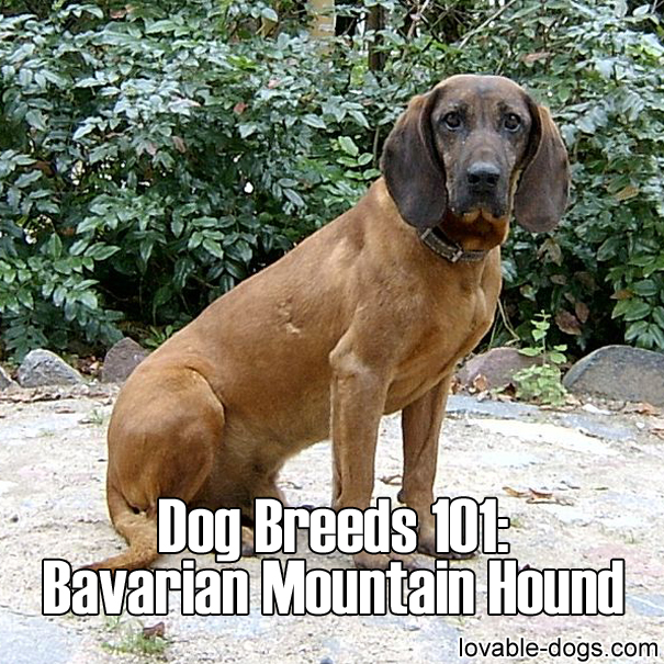 Dog Breeds 101 - Bavarian Mountain Hound