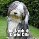 Dog Breeds 101: Bearded Collie
