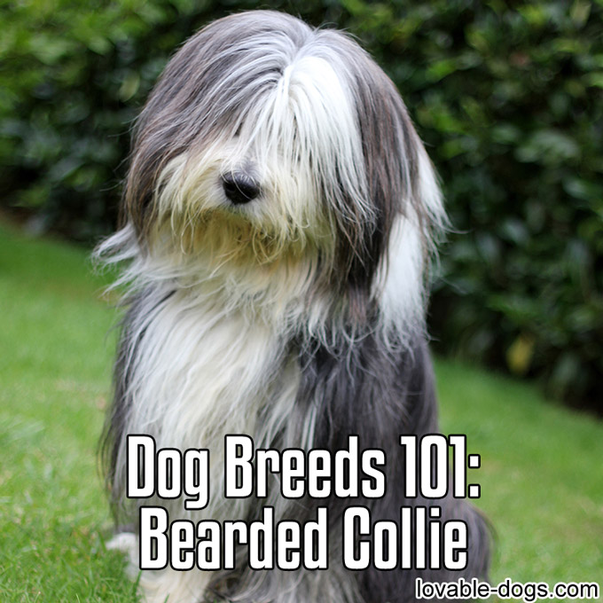 Dog Breeds 101 - Bearded Collie - WP