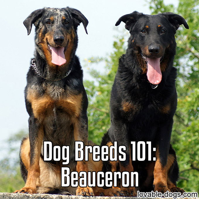 Dog Breeds 101 - Beauceron - WP