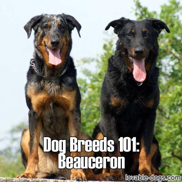 Dog Breeds 101 - Beauceron