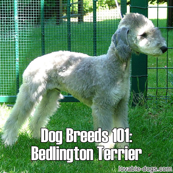 Dog Breeds 101 - Bedlington Terrier