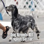 Dog Breeds 101: English Setter