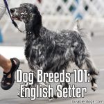 Dog Breeds 101: English Setter