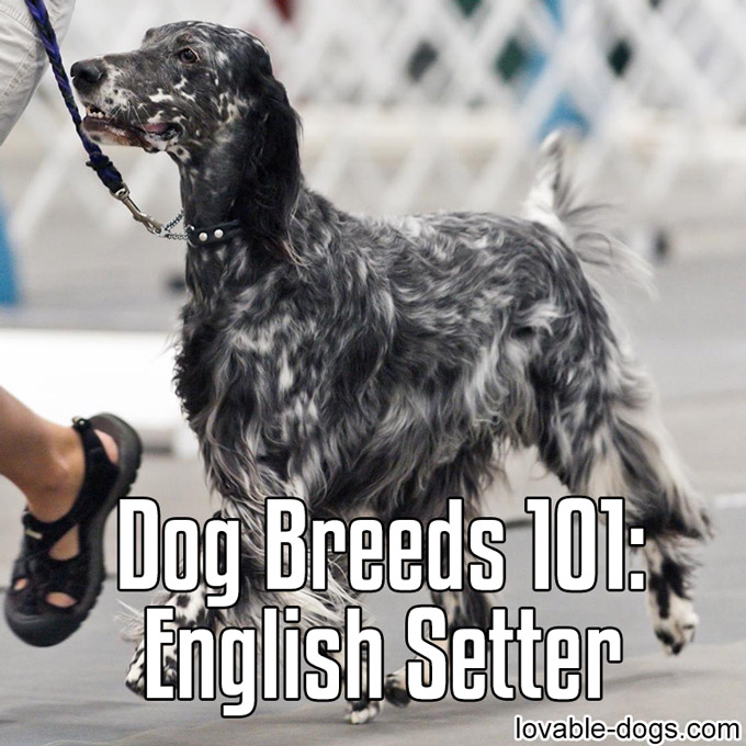 Dog Breeds 101 - English Setter - WP