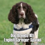Dog Breeds 101: English Springer Spaniel