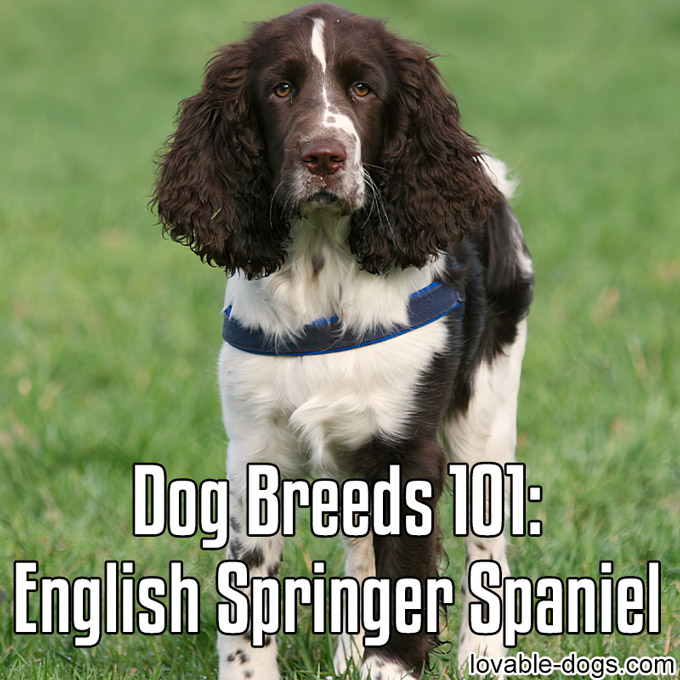 Dog Breeds 101- English Springer Spaniel - WP