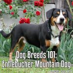 Dog Breeds 101: Entlebucher Mountain Dog