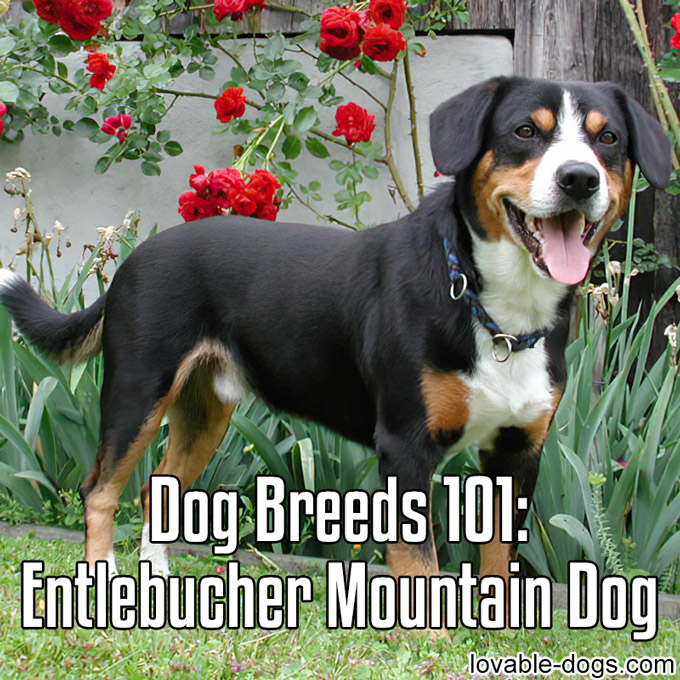 Dog Breeds 101 - Entlebucher Mountain Dog - WP