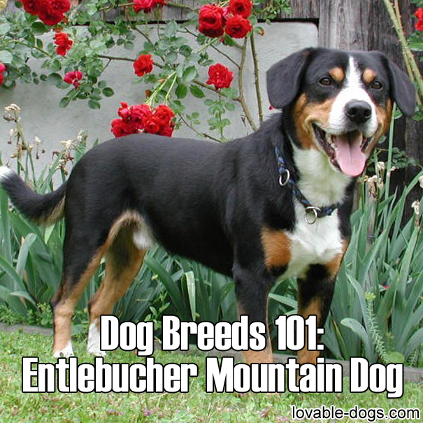 Dog Breeds 101 - Entlebucher Mountain Dog