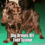 Dog Breeds 101: Field Spaniel