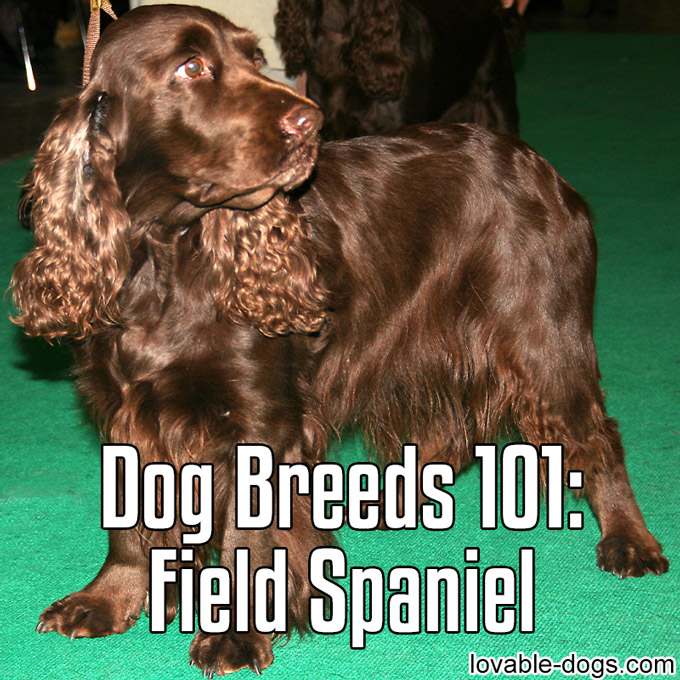 Dog Breeds 101 - Field Spaniel - WP