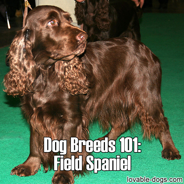 Dog Breeds 101 - Field Spaniel