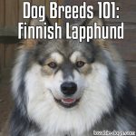 Dog Breeds 101: Finnish Lapphund
