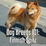 Dog Breeds 101: Finnish Spitz