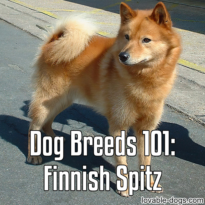Dog Breeds 101 - Finnish Spitz - WP